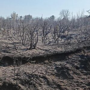 tekirdag malkarada makilik alanda yangin Kszfjgup