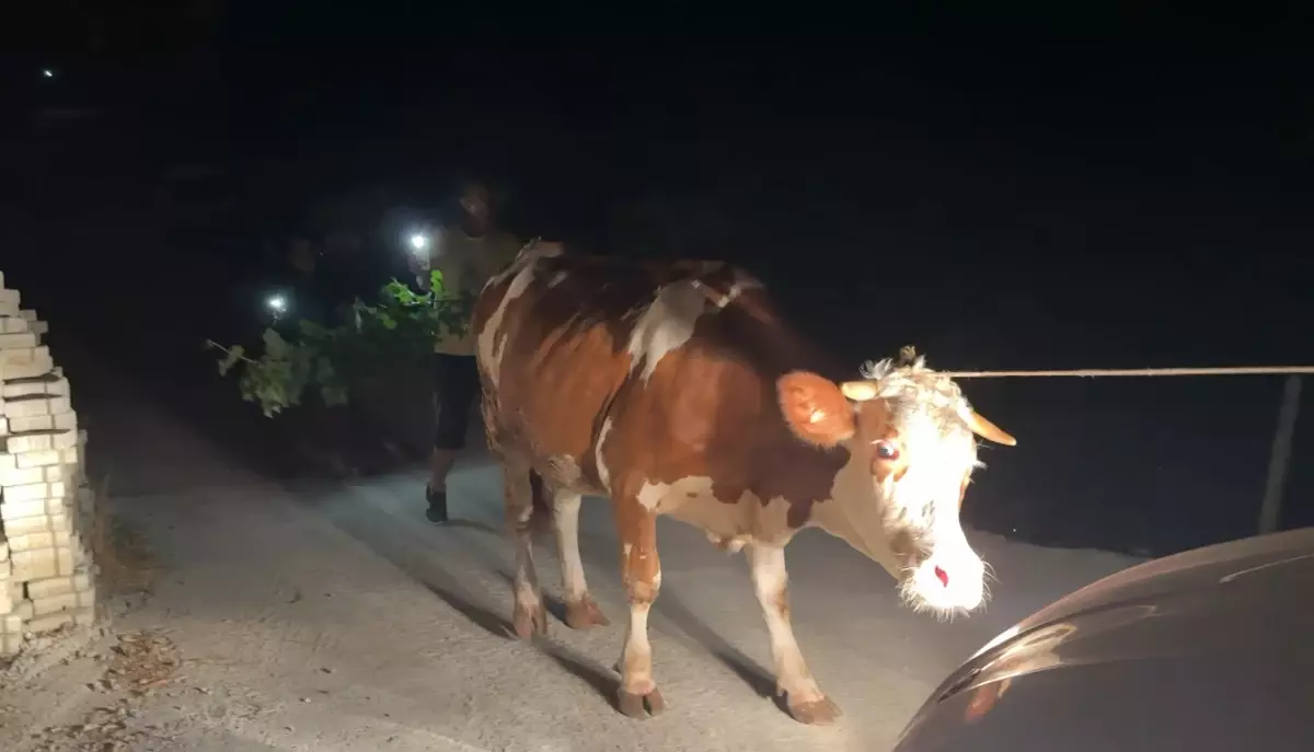 alanyada orman yangini yerlesimler tahliye edildi NfxBejal