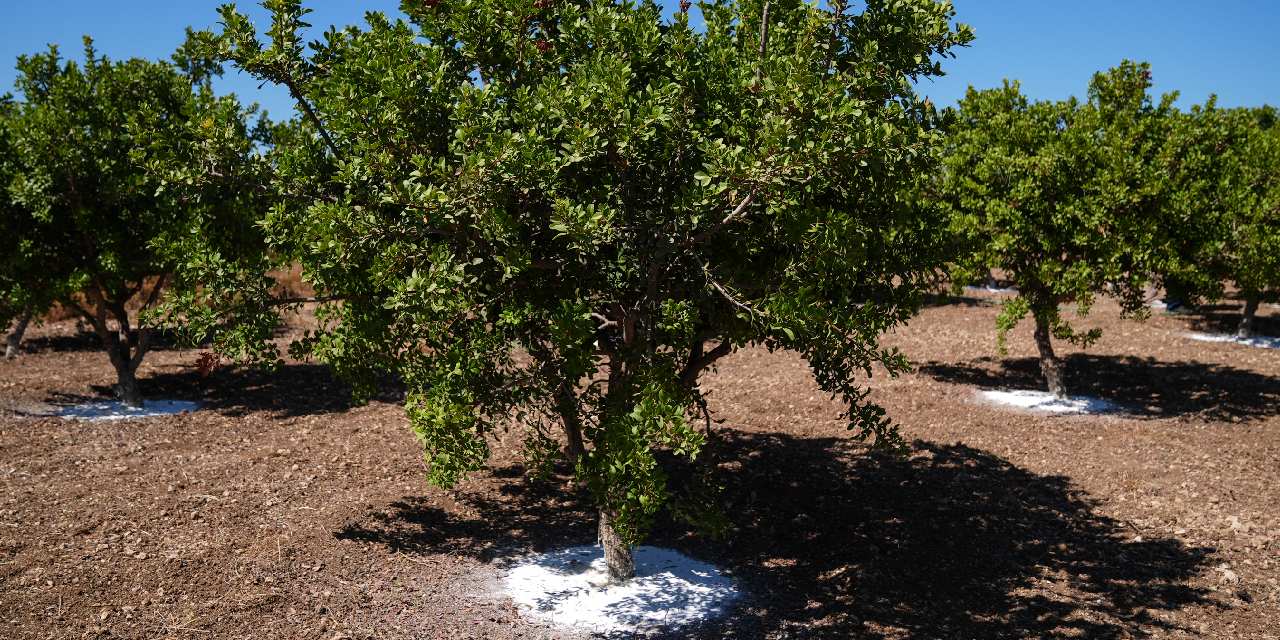 dunyada sadece iki yerde yetisiyor kilosu 20 bin lira mS7nAv8g