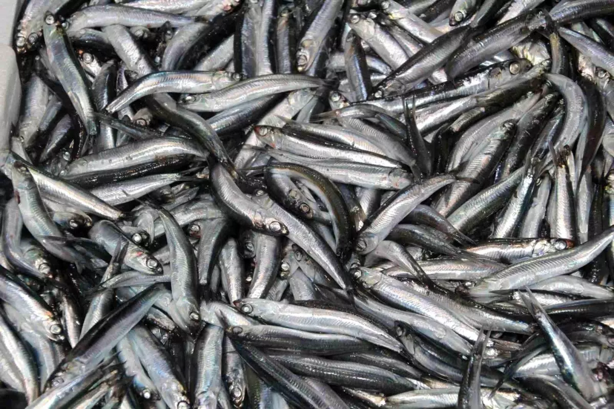 karadenizde hamsi zamani vqDbQ2H4