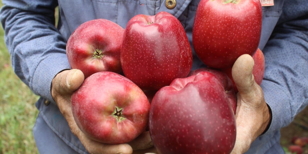 limon ve elmayi satacaklar dikkat ihracati artik izne tabi IAyYWsEs
