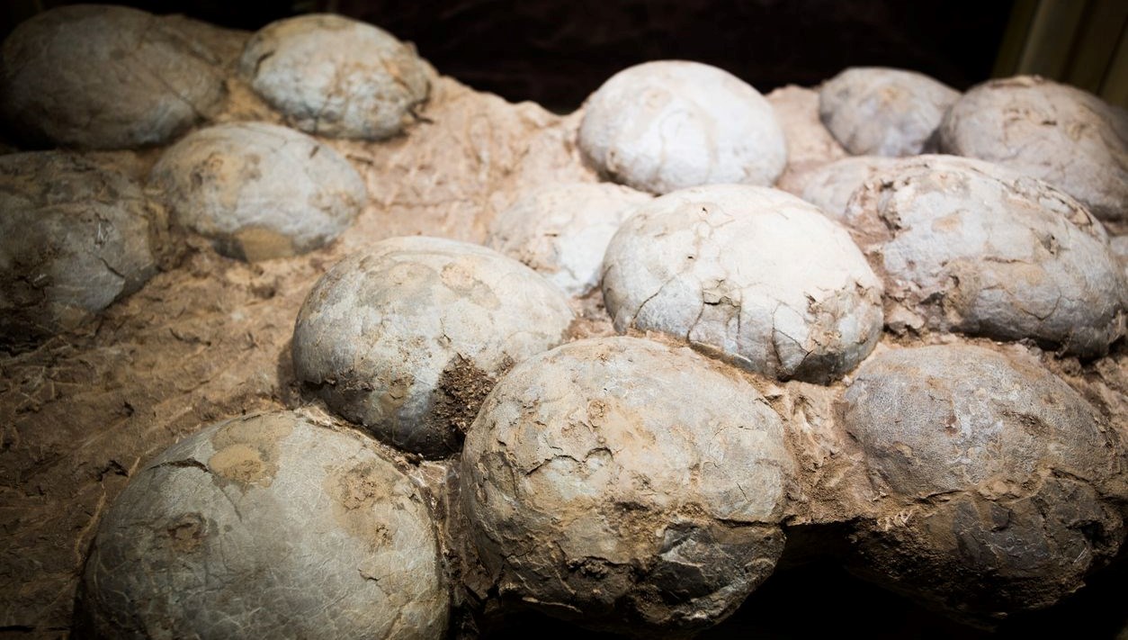 tarihte ilk kez bir dinozor yumurtasinin yasi hesaplandi qbsavMaY