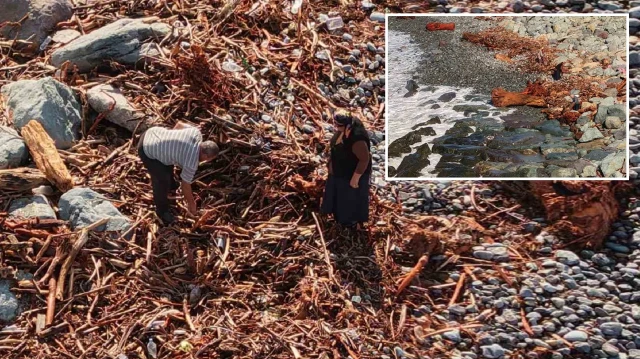 tonlarcasi sahile vurdu kamyon kamyon topladilar rizede sel sonrasi ilginc goruntuler uFfpeuMt