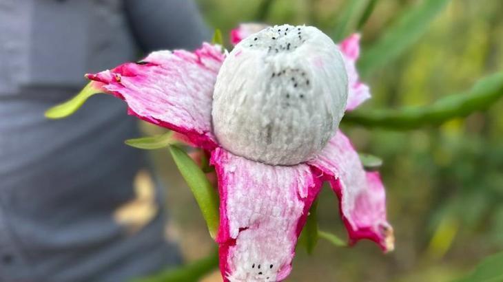3 yil once uretime basladi kilosu 180 lira tadi cok guzel kiviye benziyor ECcUxwHf.jpg