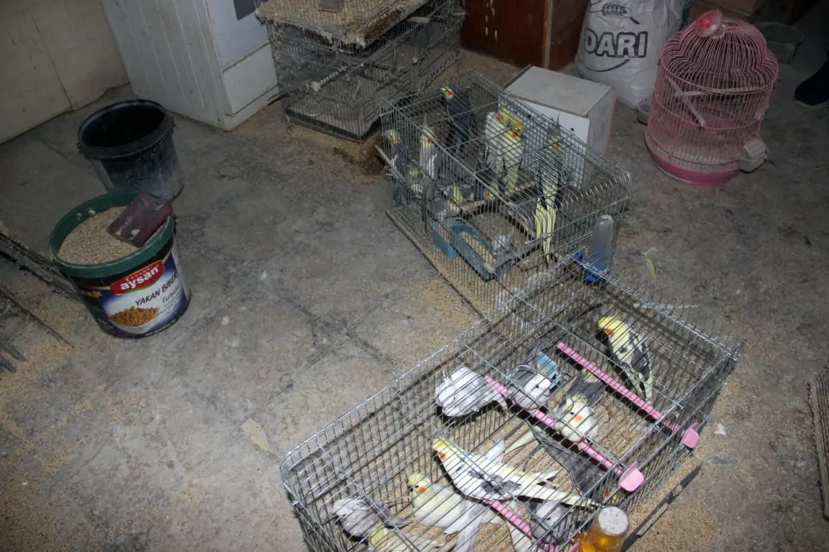 kirsehirde 66 yabani kus ele gecirildi sc8bWuTl.jpg