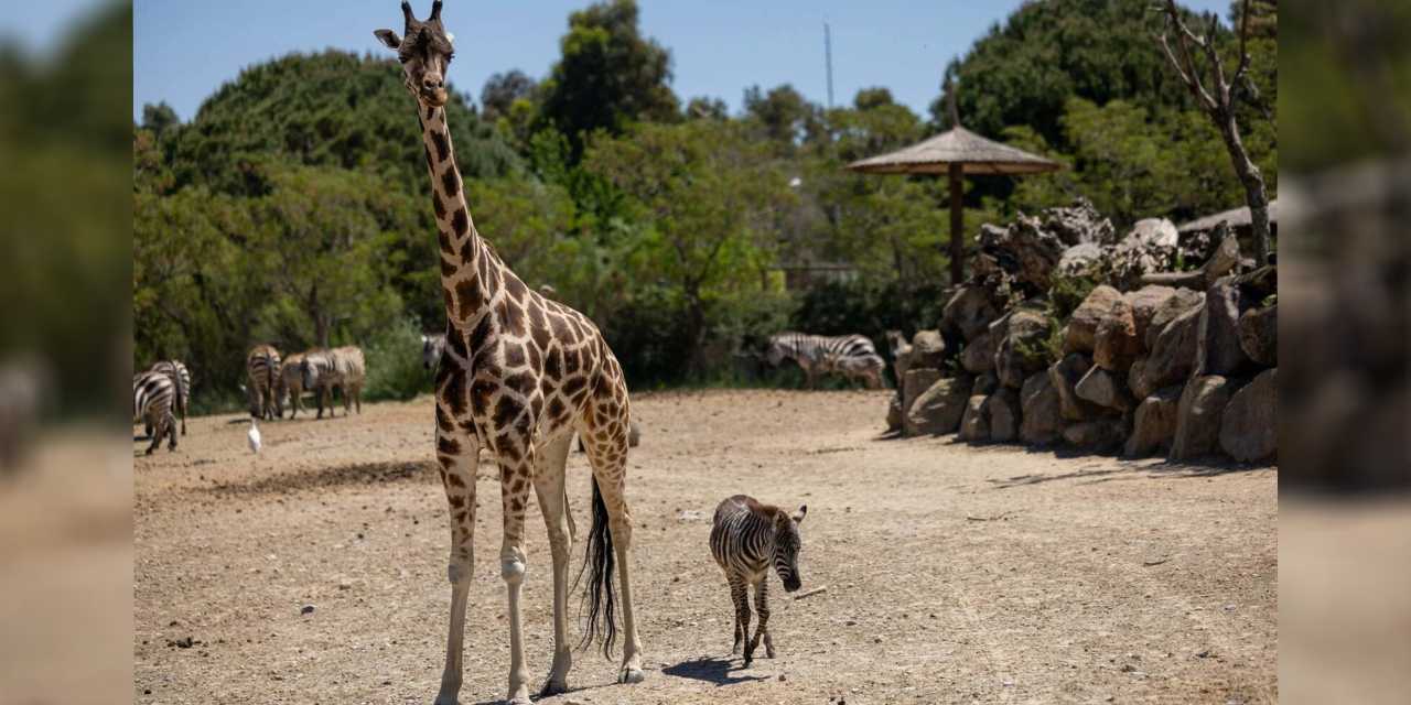 İzmir Doğal Yaşam Parkı’nda Zebra ve Zürafalar Arasında Sıra Dışı Bir Dostluk