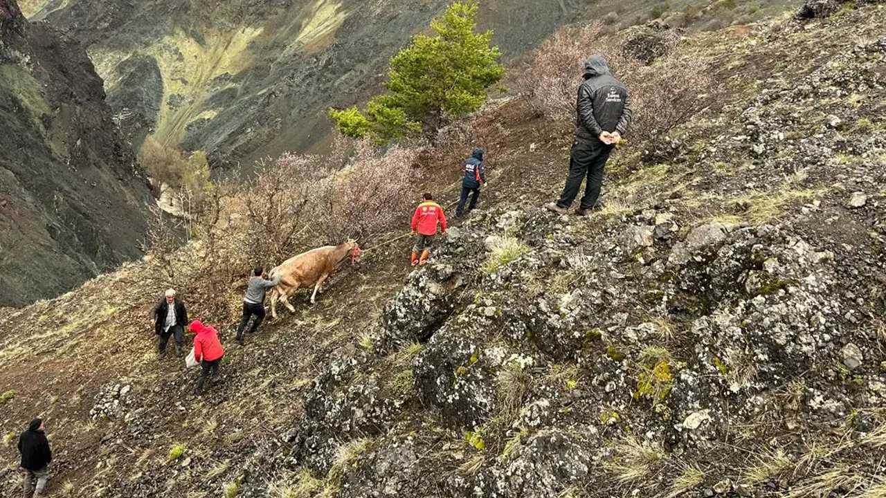 kayalikta-mahsur-kalan-inekler-halatla-kurtarildi-iTRgllZv
